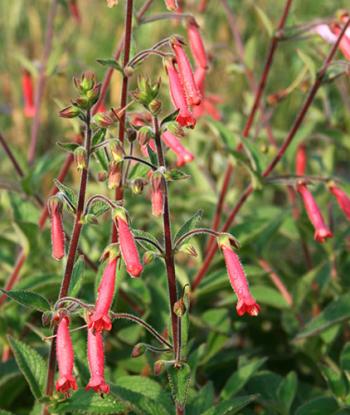 Sinningia 'Scarlet O'Hara' (Scarlet O'Hara Hardy Sinningia)