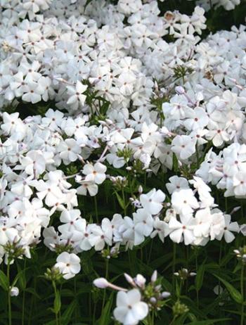 宿根福禄考 Phlox 'Minnie Pearl' (Minnie Pearl Garden Phlox)