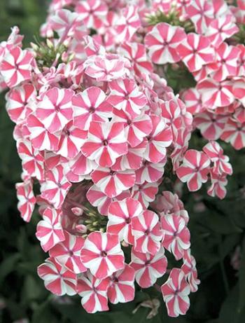 宿根福禄考 Phlox 'Peppermint Twist' PP 18,196 (Peppermint Twist Phlox)