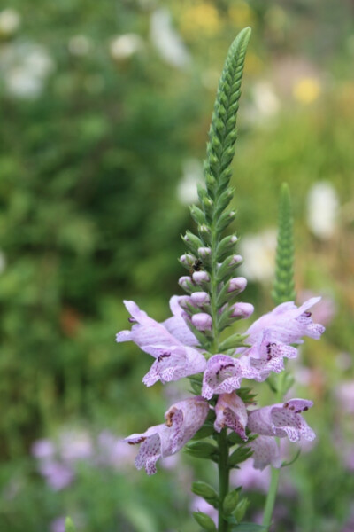 隨意草 Physostegia correllii (Correll's Obedient Plant)