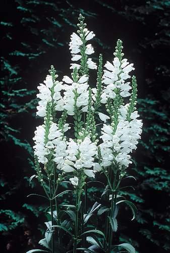 隨意草 Physostegia virginiana 'Miss Manners' PP 12,637 (Well-Behaved Obedient Plant)