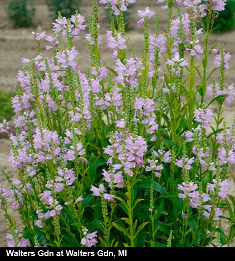 随意草 Physostegia virginiana 'Pink Manners' PPAF (Pink Manners Obedient Plant)