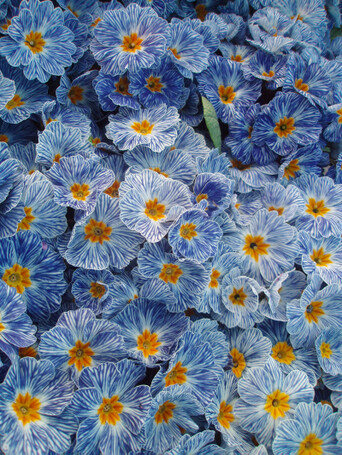 蓝斑月见草 Primula 'Blue Zebra' (Blue Zebra Primrose)