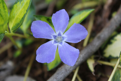 金心蔓长春花 Vinca minor 'Illumination' PP 12,132 (Illumination Periwinkle)