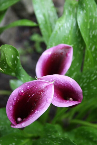 彩色马蹄莲“柏高”（柏高海芋） 来自荷兰的Kaipteyn马蹄莲彩色马蹄莲“来帕”，18“高的花茎，在春末。每个花的投手有一个可爱的暗紫色中心，一个mauvy粉红色边框非常酷。