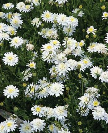 Kalimeris pinnatifida (False Aster)