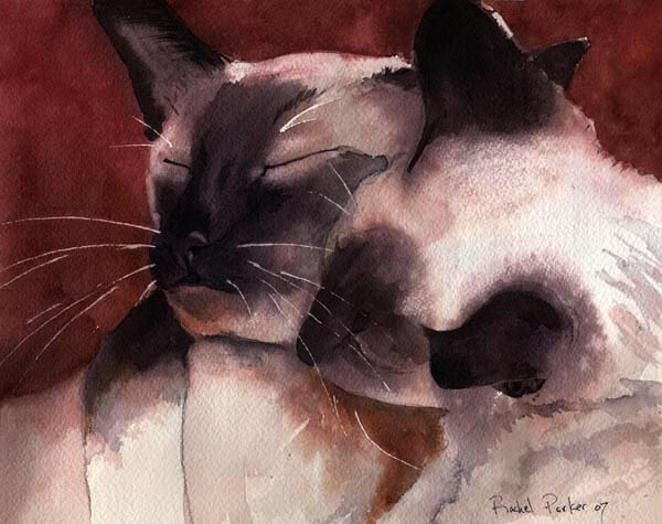 水彩暹罗 神态很真实