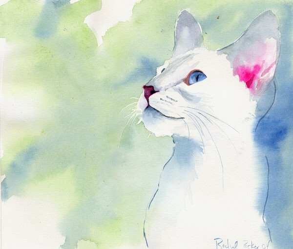 水彩暹罗 神态很真实