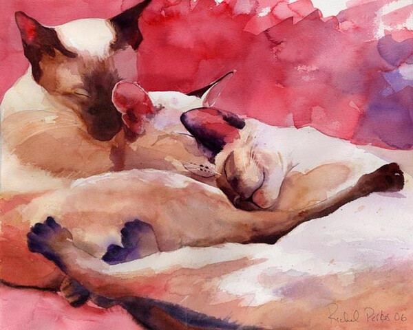 水彩暹罗 神态很真实