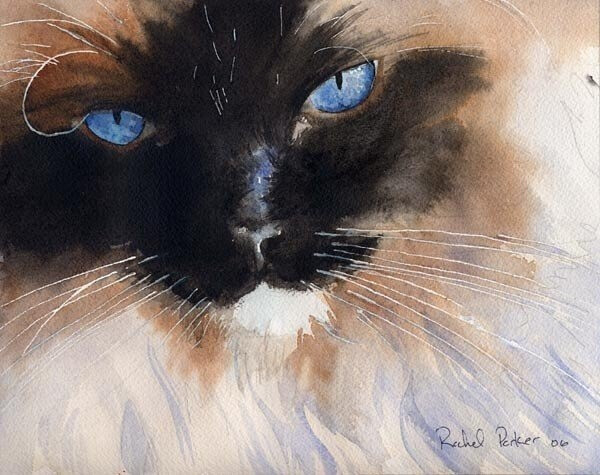 水彩暹罗 神态很真实