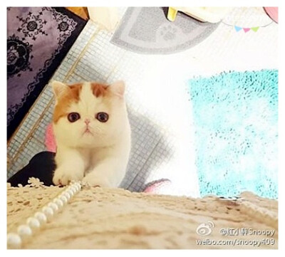 加菲猫红小胖Snoopy天然呆萌写真！ pics (oi22.com)