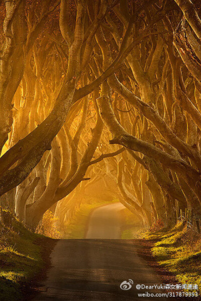 北爱尔兰名为“The Dark Hedges”的路。真实又奇幻