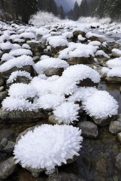 石头上结出的霜花，似鲜花绽放〜