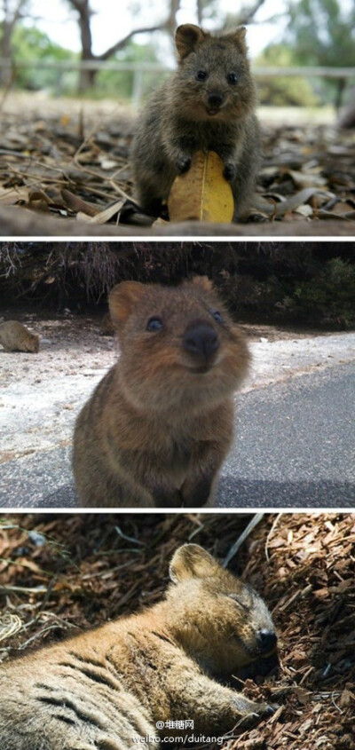 澳大利亚的短尾矮袋鼠，让你立刻满血复活，减压神器！