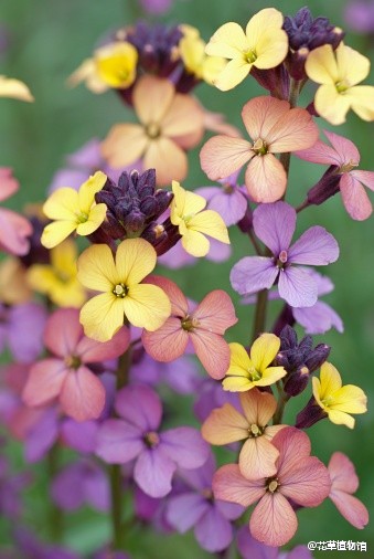 Erysimum mutabile 【变色糖芥】， 特征：开花时初为鹅黄，逐渐变为橙色、粉橙，最后变成紫色。