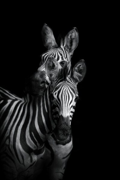 Photograph 2 Zebras X-ing by Agung Satrio Nugroho on 500px