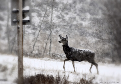 Photograph Doe crossing by Terrence Pellikaan on 500px