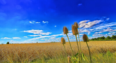 Photograph thistle by Alan Dash on 500px