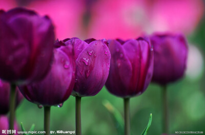紫郁金香：永不磨灭的爱情、最爱。