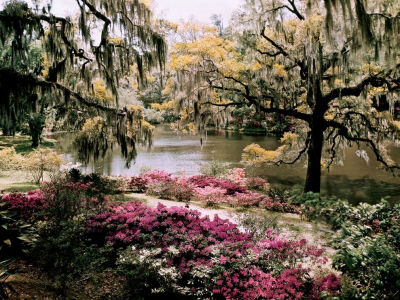 Photo: Garden scene