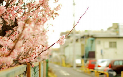 【冰の电脑壁纸】粉色樱花一角 壁纸