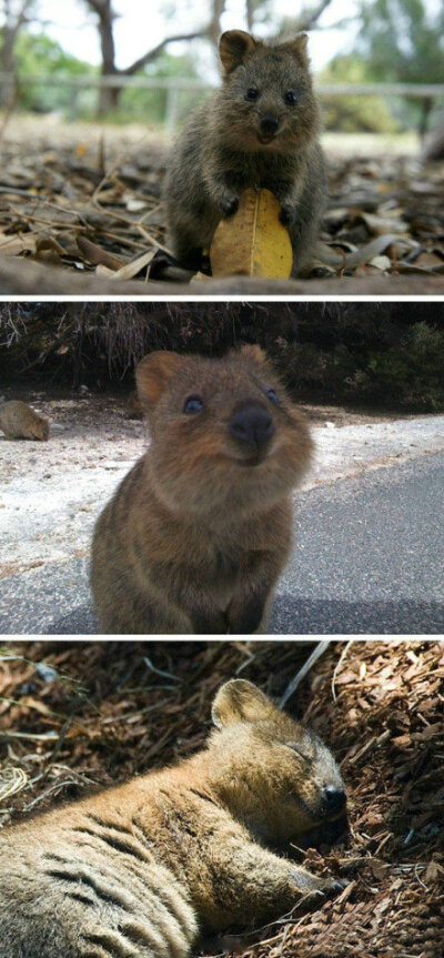 产自澳大利亚的短尾矮袋鼠，这货果真是世界上最开心的动物啊！！