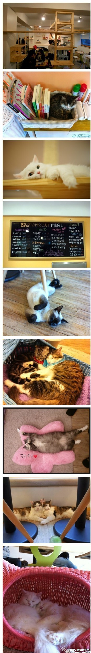 世界各地都有猫咪咖啡馆的风潮，而在韩国首尔的弘大，就属这间「Toms Cat」(汤姆猫咖啡屋)最有欢迎。店里的猫会依项圈颜色告诉你「可抱、可摸」或是「看看就好」。咖啡店里猫跳台跟猫床的数量可是比人坐的椅子还要多…