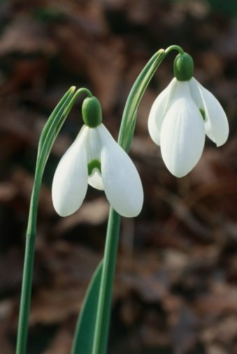 Galanthus 'S Arnott' 雪花莲"阿诺特"