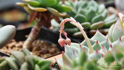 #多肉主题高清壁纸系列#——吉娃娃(Echeveria chihuahuaensis)