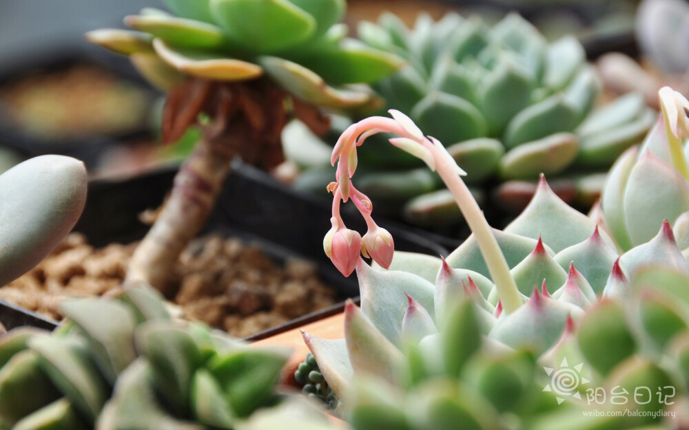 #多肉主题高清壁纸系列#——吉娃娃(Echeveria chihuahuaensis)