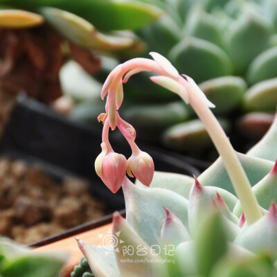 #多肉主题高清壁纸系列#——吉娃娃(Echeveria chihuahuaensis)