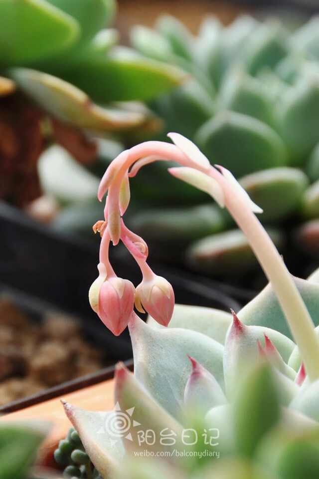 #多肉主题高清壁纸系列#——吉娃娃(Echeveria chihuahuaensis)