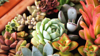 #多肉主题高清壁纸系列#——静夜(Echeveria derenbergii)