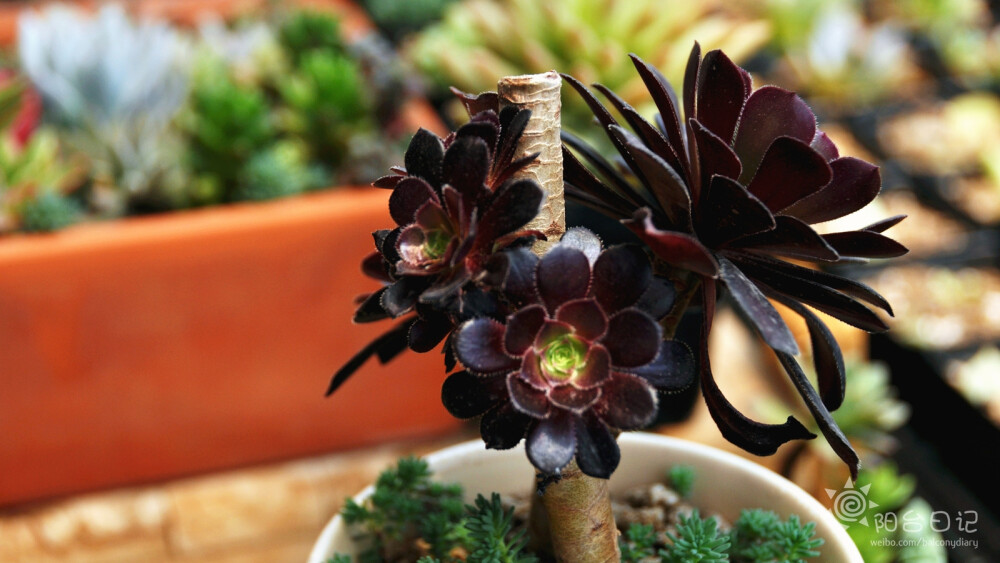 #多肉主题高清壁纸系列#——黑法师(Aeonium arboreum cv.Atropurpure)