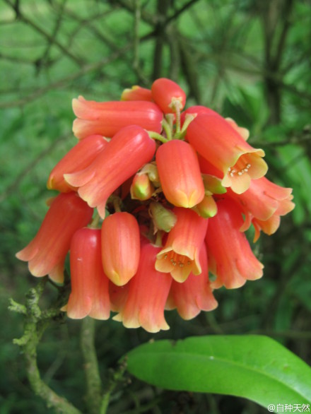 { 管花杜鹃，学名：Rhododendron keysii ，摄影：Martyn Hird }