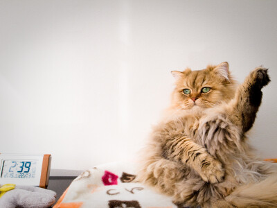 exercise in the afternoon (at a cat cafe, Kyoto) - Marser