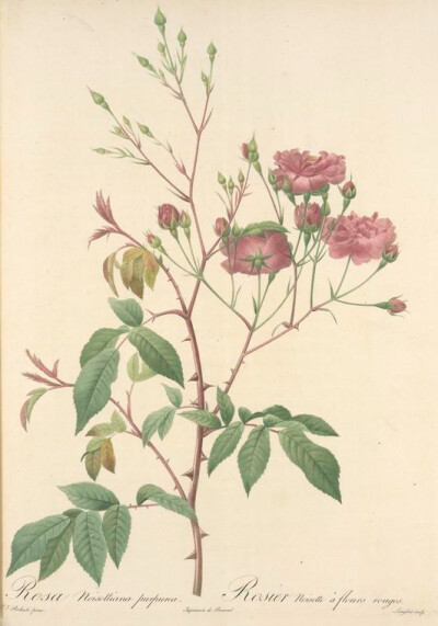 169 Rosa Noisettiana Purpurea