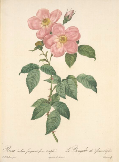 168 Rosa Indica Fragrans Flore Simplici