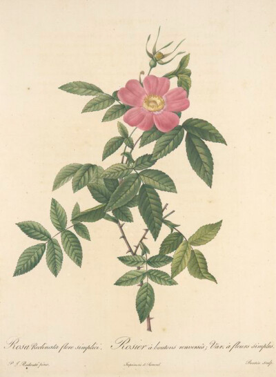 156 Rosa Reclinata Flore Simplici