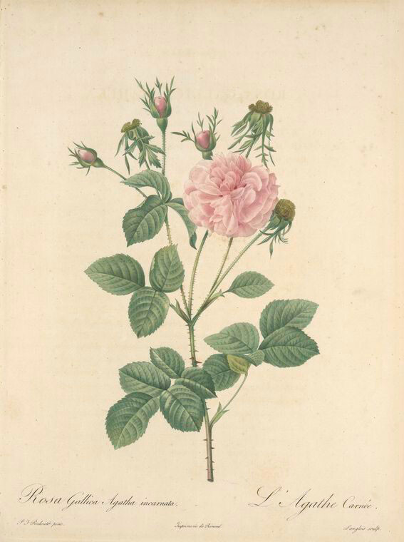 154 Rosa Gallica Agatha Incarnata