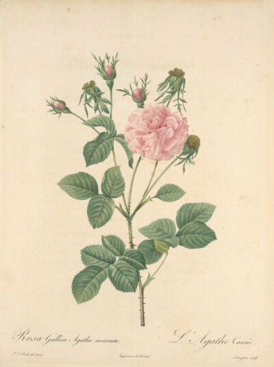 154 Rosa Gallica Agatha Incarnata