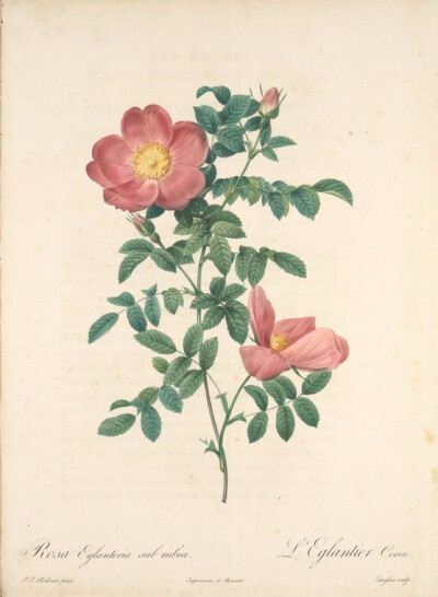 152 Rosa Eglanteria Sub Rubra