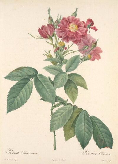 126 Rosa L'heritieranea