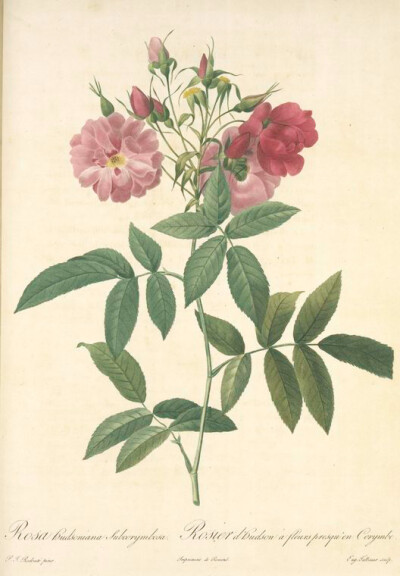 115 Rosa Hudsoniana Subcorymbosa