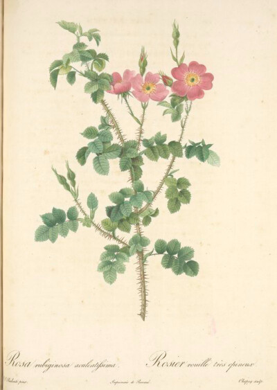 105 Rosa Rubiginosa Aculeatissima