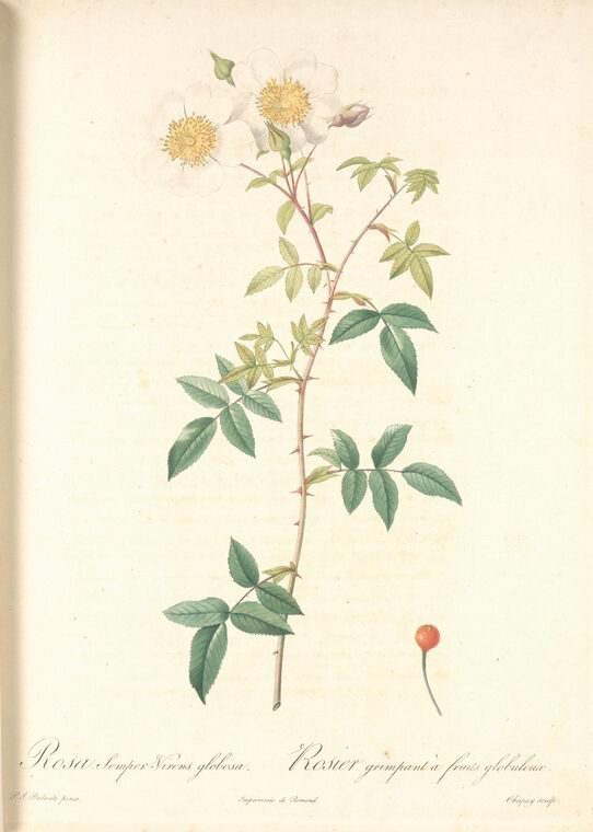 065 Rosa Semper-Virens Globosa