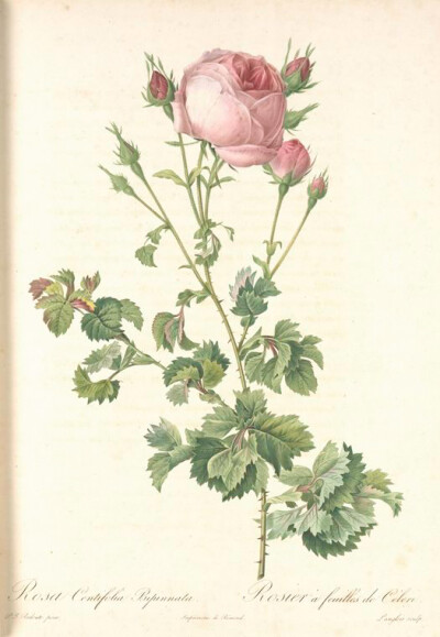 063 Rosa Centifolia Bipinnata