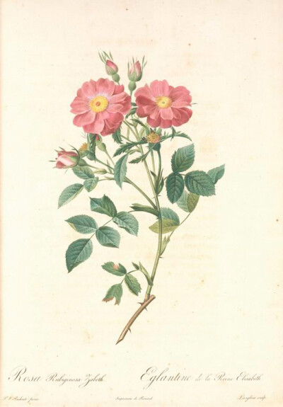 060 Rosa Rubiginosa Zabeth