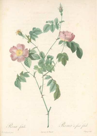 056 Rosa Foetida