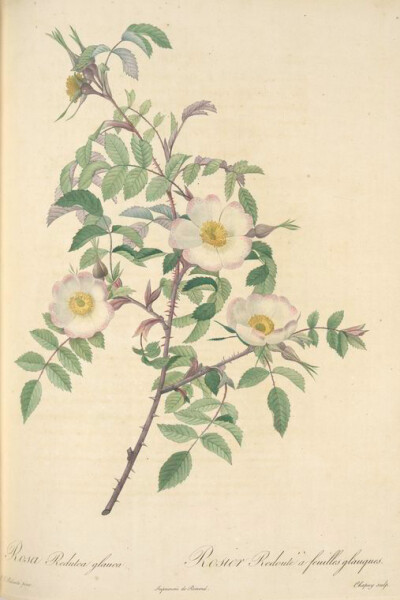 041 Rosa Redutea Glauca